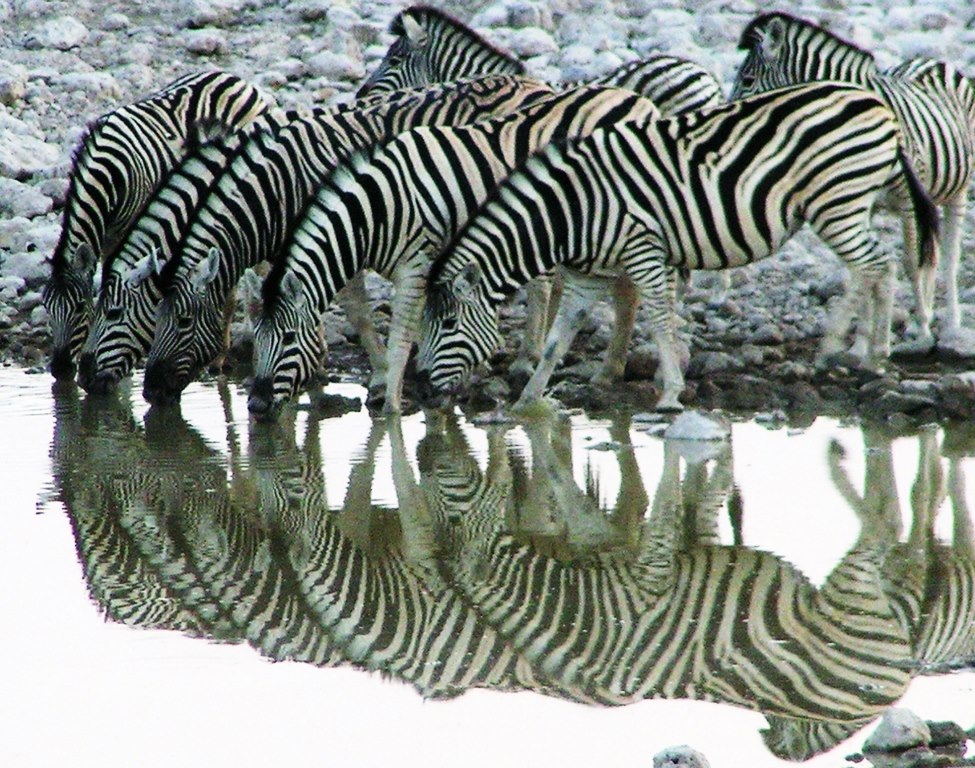 Namibia - Okaukuejo Camp - 2006